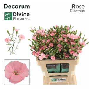 DI TE SOLOMIO ROSE