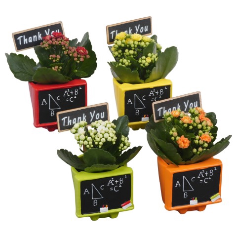 <h4>PTBTS1806 Arrangementen kamerplanten</h4>