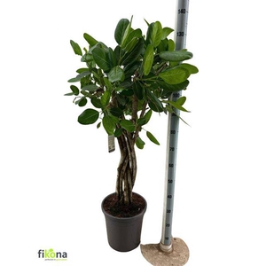 FICUS BENGHALENSIS