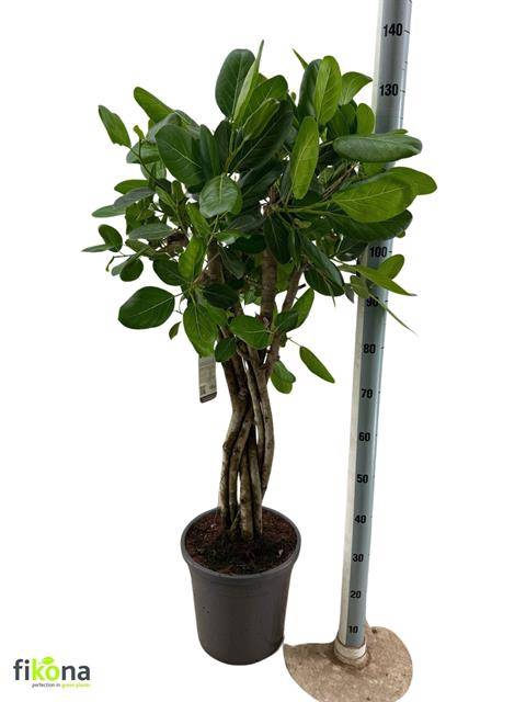 <h4>FICUS BENGHALENSIS</h4>