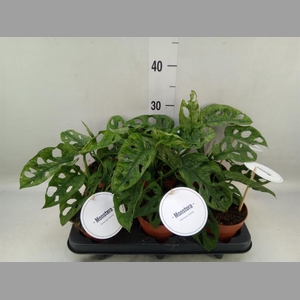 Monstera obliqua 'Leichtlinii'