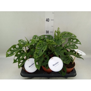 Monstera obliqua 'Leichtlinii'