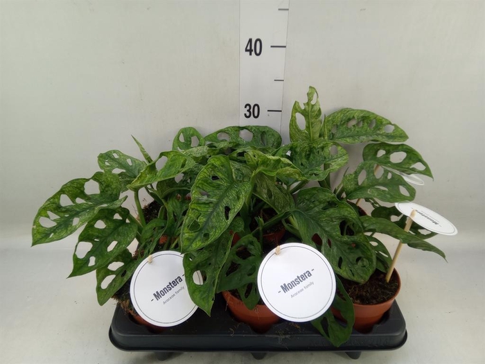 <h4>Monstera obliqua 'Leichtlinii'</h4>