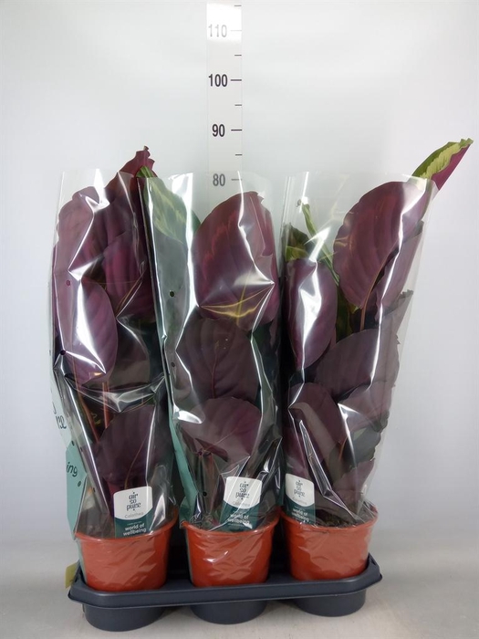 <h4>Calathea  'Mysty'</h4>