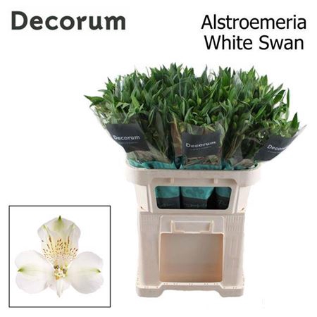 <h4>Alstroemeria White Swan</h4>