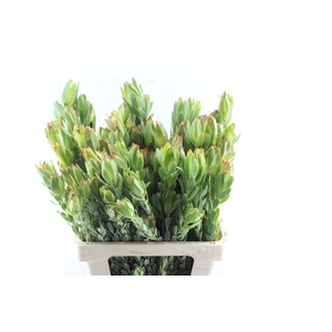 Leucad Procerum Spray