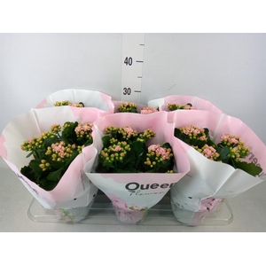 Kalanchoe  'MoreFlow Lillian'