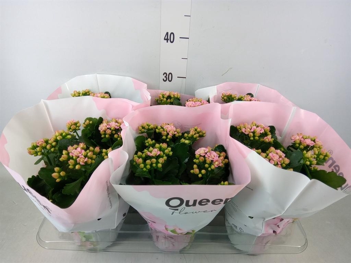 <h4>Kalanchoe  'MoreFlow Lillian'</h4>