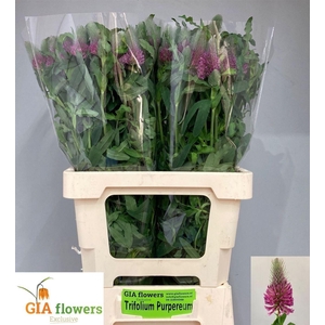 Trifolium Purpureum