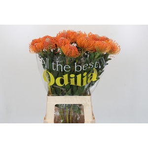 LEUCO AYOBA ORANGE