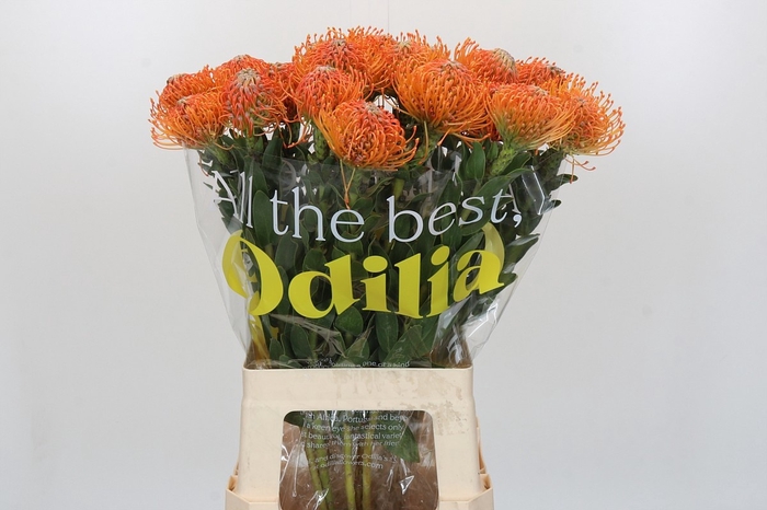 <h4>LEUCO AYOBA ORANGE</h4>