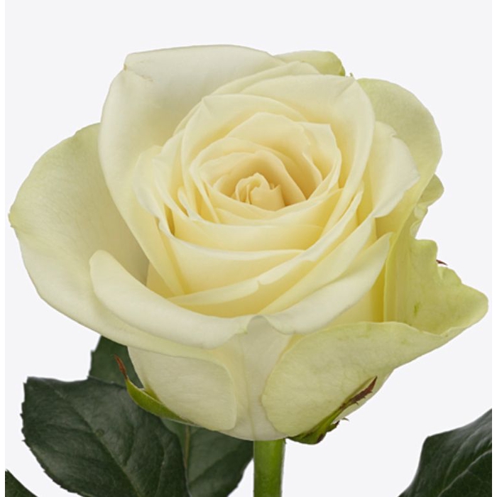 <h4>Rosa Snow Storm</h4>
