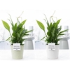 Spathiphyllum in P&PURE Juliette ceramics ass.2