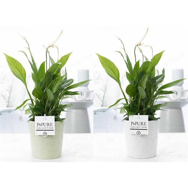 Spathiphyllum in P&PURE Juliette ceramics ass.2
