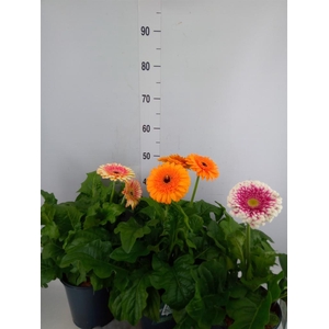 Gerbera  'Landscape'   ...mix