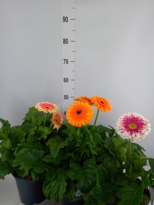 <h4>Gerbera  'Landscape'   ...mix</h4>