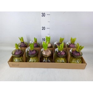 Planten  ..in schaal L%