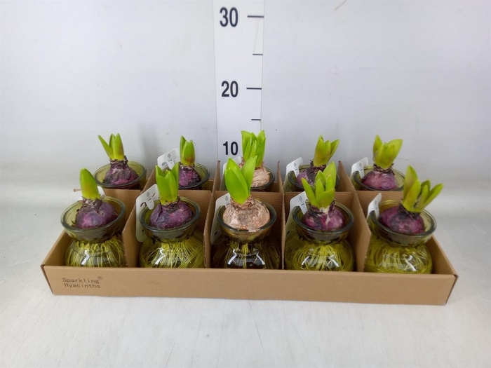 <h4>Planten  ..in schaal L%</h4>