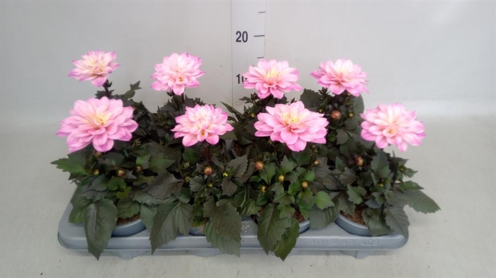 <h4>Dahlia   ...</h4>