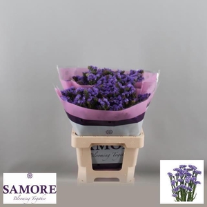 STATICE LILAC SUN BIRDS 40 GR.