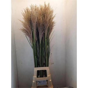 Corta Selloana 120 Cm