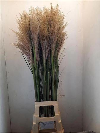 <h4>Corta Selloana 120 Cm</h4>