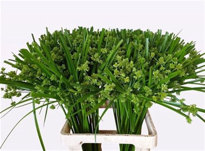 <h4>Cyperus Glaber</h4>