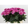 Dahlia Annamarie