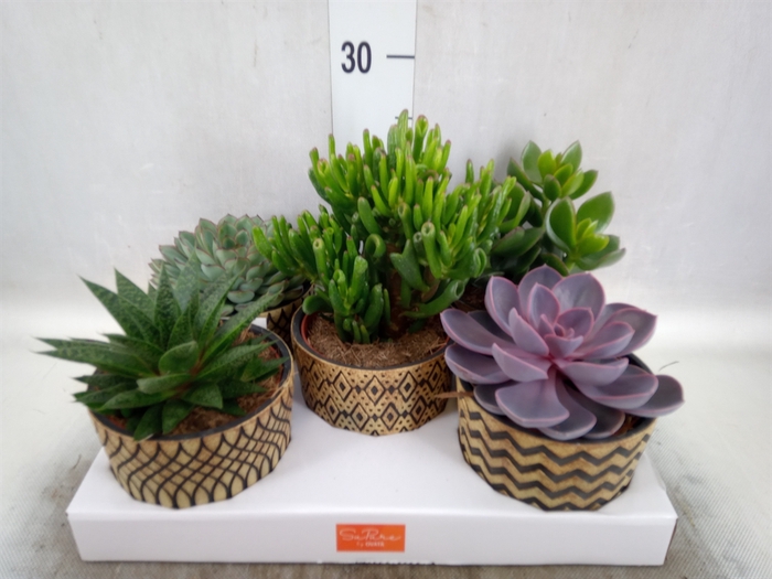 <h4>Succulents   ...mix 5</h4>