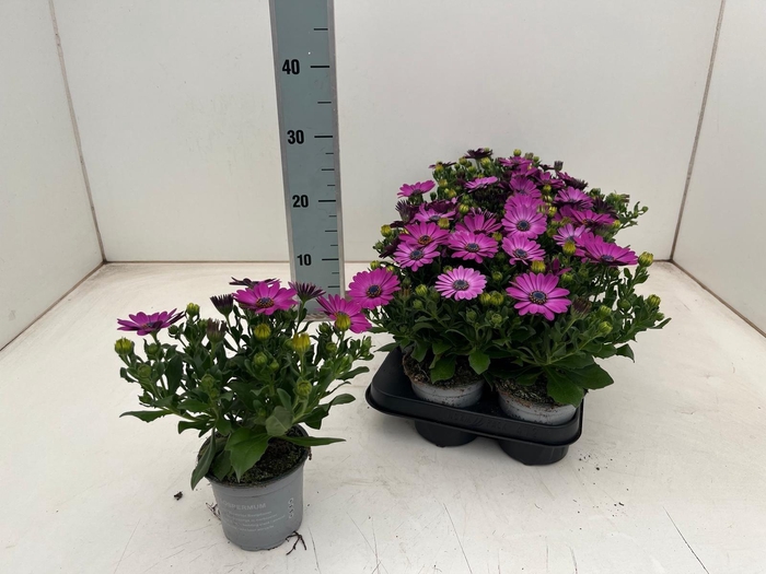 <h4>OSTEO GELATO PRUNE</h4>