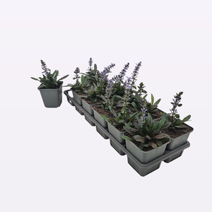 Ajuga Reptans Chocolate Chips