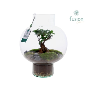 Green Bottle Laura Large met Ficus Ginseng arrangement