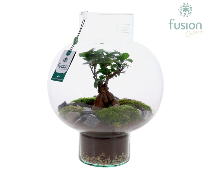 <h4>Green Bottle Laura Large met Ficus Ginseng arrangement</h4>