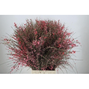 Ginster 400gr Red P Bunch