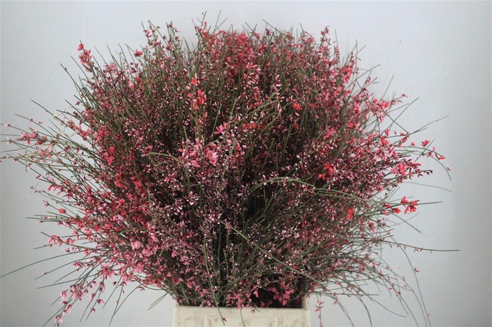 <h4>Ginster 400gr Red P Bunch</h4>