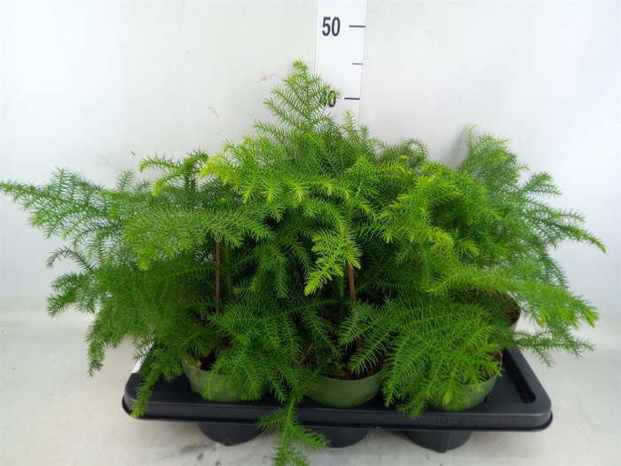 <h4>Araucaria heterophylla</h4>