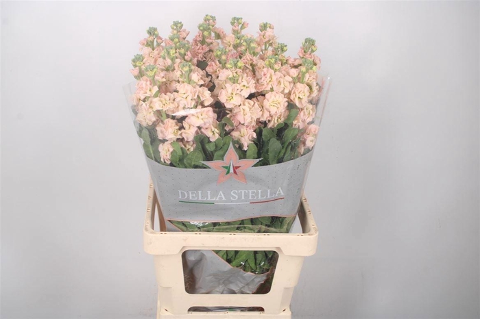 <h4>MATTH IRON APRICOT</h4>