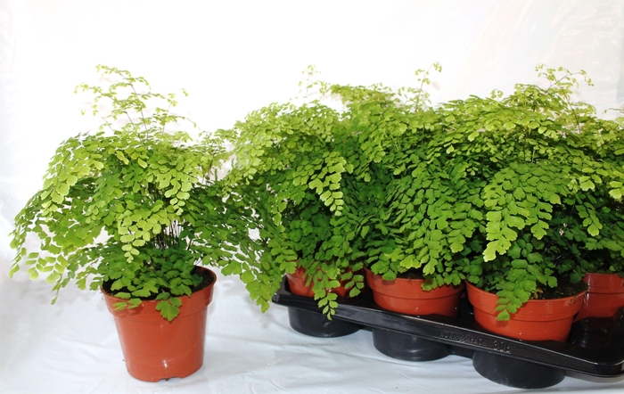 Adian Rad Fragrans