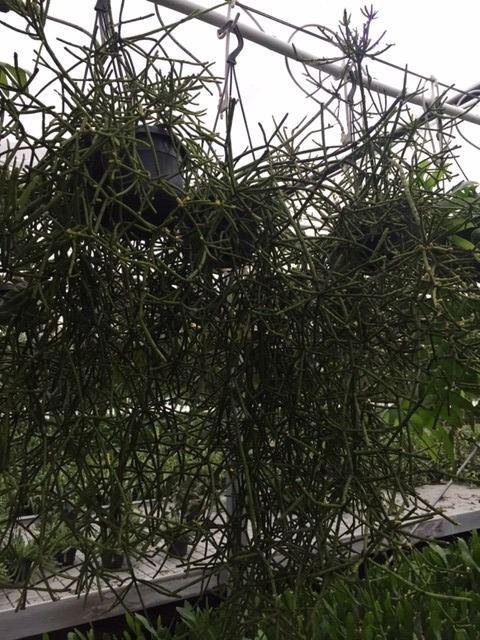 <h4>Rhipsalis   ...</h4>