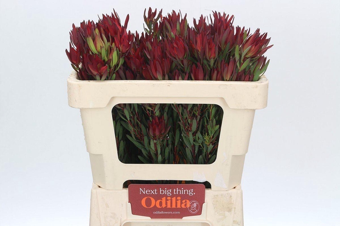 <h4>Leucadendron salignum 'Blush'</h4>