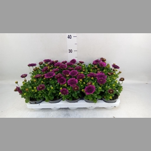 Osteospermum  'FlowPow Dbl Purple'