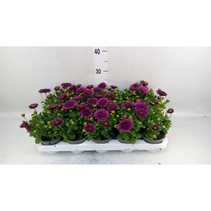 Osteospermum  'FlowPow Dbl Purple'