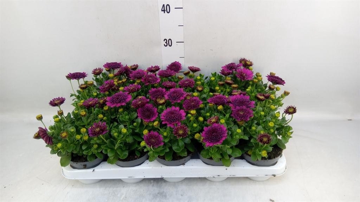 <h4>Osteospermum  'FlowPow Dbl Purple'</h4>