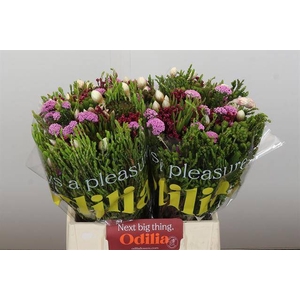 Cape green bq wild flower