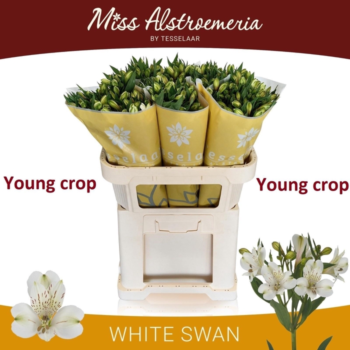 <h4>ALSTR WHITE SWAN</h4>