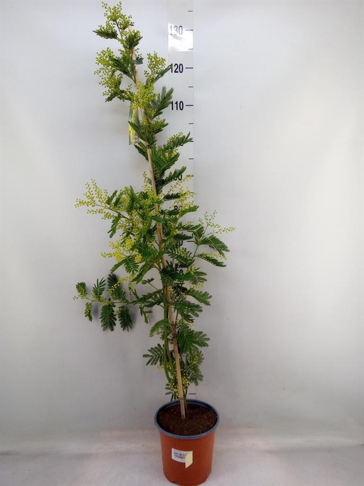 <h4>Mimosa pudica</h4>