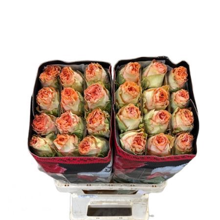 <h4>R Gr Country Home Ec</h4>