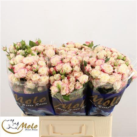 <h4>R Tr Innocent Blossoms</h4>