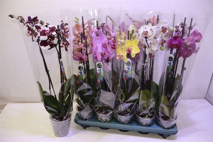 <h4>arr8 Phal Gem 5 Kl</h4>