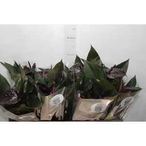 ANTHURIUM BEAUTY BLACK P15